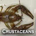 crustaceans