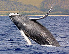 Humpback Whale