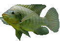 small fish