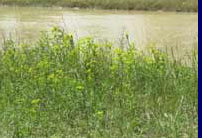 Leafy spurge infestation along riverbank.