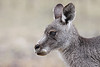 Eastern Grey Kangaroo by 0ystercatcher