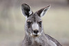 Eastern Grey Kangaroo by 0ystercatcher