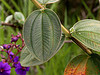 Tibouchina heteromalla by Mauricio Mercadante