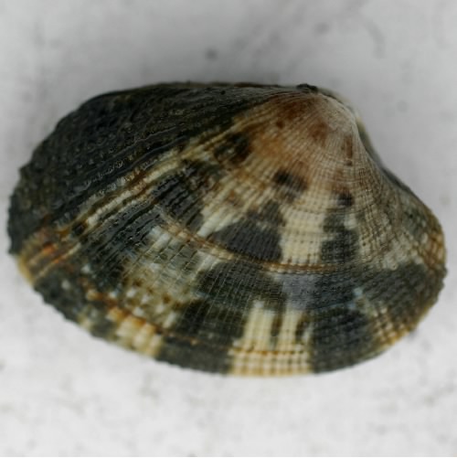 Venerupis philippinarum (Japanese Littleneck Clam)