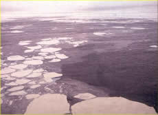 Grease ice (thin, light-grey area) with thick ice floes. (Photo courtesy of Ted Maksym, United States Naval Academy.)