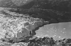 Lamplugh Glacier, in Glacier Bay Alaska, shows the terminus of a typical tidewater glacier.  The terminus of the glacier is heavily crevassed and jagged, and is calving small icebergs. For scale, note the man standing on the rocks in the foreground (near the center of the photograph). This photograph was taken in 1941. (Photo courtesy of W. O. Field, archived at the World Data Center for Glaciology, Boulder, CO.)