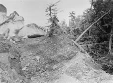 The Columbia Glacier surged (advanced rapidly) earlier this century, part of it flowing into a forest. The push moraine in this photograph from 1914 shows Columbia Glacier literally pushing up trees and dirt as it advanced. (Photo courtesy of D.K. Handy, archived at the World Data Center for Glaciology, Boulder, CO.)