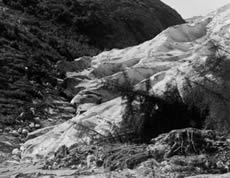 In 1941, Hole-in-the-Wall Glacier surged, also knocking over trees during its advance. (Photo courtesy of the World Data Center for Glaciology, Boulder, CO. Photo probably taken by W.O. Field.)