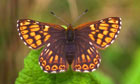 Duke of Burgundy butterfly