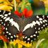 Kipepeo: Papilio demodocus the Orchard Swallowtail