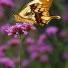 Kipepeo: Male Papilio dardanus butterfly feeding from flower