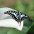 Kipepeo: Tropical Blue Swallowtail Butterfly Graphium antheus on a White Lily