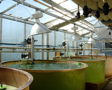 Commerical oyster farmers in Pt. Judith Rhode Island