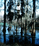 Swamp view. Credit: USFWS 