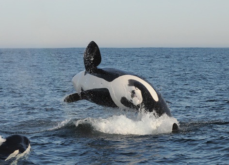 Orca breaching.