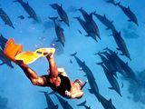 Photo: Man snorkeling with dolphins