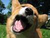 Photo: Close-up of a puppy