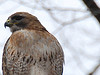 Red-tailed Hawk