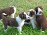 BORDER COLLIE PUPS