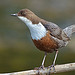 Dipper