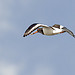 Oystercatcher in flight