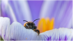 Bee emerging from crocus (c) Christine Willis