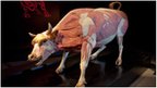 The plastinated anatomy of a bull (c) Gunther von Hagens Institute for Plastination, Heidelberg, Germany