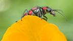 Scarlet malachite beetle (c) Rob Coleman