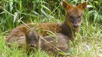 A mother pudu and fawn living in captivity (c) E Silva-Rodriguez