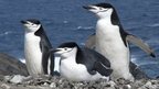 Chinstrap penguins nesting (c) Andres Barbosa