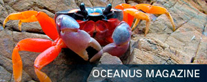 oceanus magazine