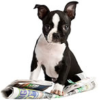 dog on newspaper