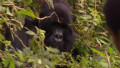 Finding Rwanda's mountain Gorillas