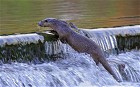Splashing down a weir as though it was his own personal water slide, this otter appears to be having a whale of a time. The cheeky creature was spotted cavorting in a river in Wales by wildlife photographer Andy Rouse, who has had to go to great lengths to track the shy and elusive creatures down. He comments: 