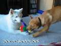 Dillon plays with Misha and Sandy