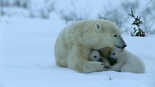 Canada, Wapusk National Park, polar bear, global warming