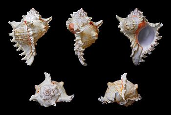 Ramose murex shell