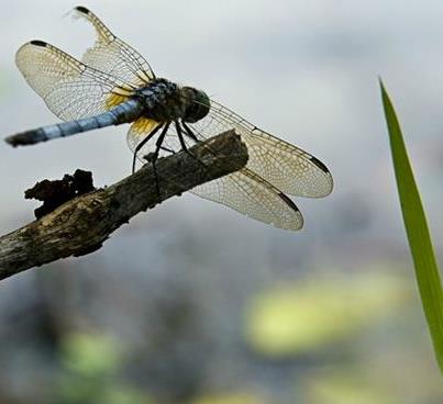 Photo: It's dragonfly summer (below) at the Kenilworth Aquatic Gardens, and photographer Katherine Frey spent the day there.

Her images: http://wapo.st/PXve7i