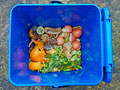 Vegetable peelings and food bits in a recycling compost bin.