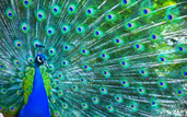 image of a peacock