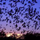 A picture of bats