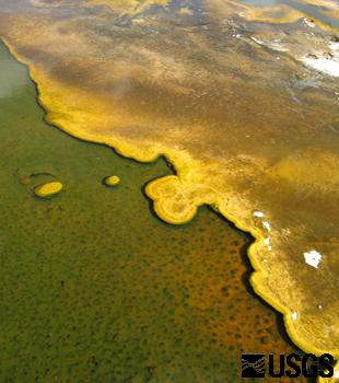 Upper Geyser Basin, Yellowstone