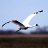 Whooping Crane flying 