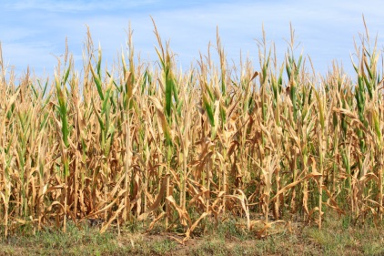 Image: Drought-damanged Cornfield