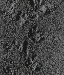 Smallest Fossil Tracks