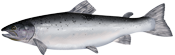 Atlantic Salmon