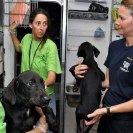 Photo: The Humane Society of the United States is one of the many non-profit organizations actively supporting response and recovery to Isaac. Volunteers from the Humane Society of Charlotte and our Animal Rescue Team work to get transported pets settled in Charlotte. (photo courtesy of Humane Society)