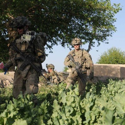 Photo: Soldiers from B Troop, 5th Battalion, 20th Infantry Regiment, Joint Base Lewis-McChord, Wash., patrol a poppy field during Operation Eagle Mountain in Didar, southern Afghanistan, recently. The operation's purpose was to clear the town of improvised explosive devices and bring U.S. and Afghan presence in the town, thereby providing local Afghans with security. Photo by SGT Marc Loi