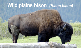 Wild Plains Bison