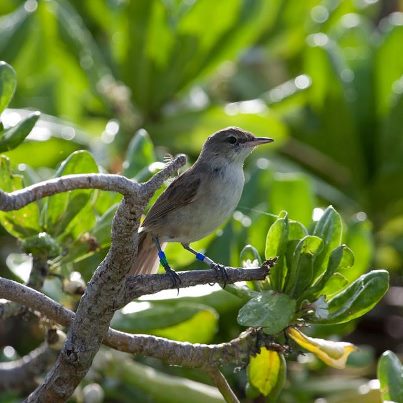 Photo: Translocated Millerbird at home on Laysan Island. 

Learn more about the second translocation of the endangered Millerbirds – http://www.papahanaumokuakea.gov/news/millerbird_081012.html

Credit: R. Kohley/American Bird Conservancy & USFWS